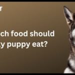 how much food should a husky puppy eat