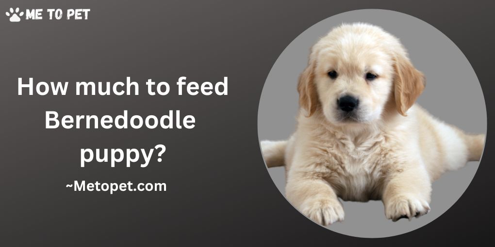 how much to feed bernedoodle puppy?