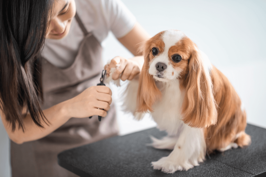 How to Choose the Right Dog Clippers