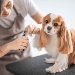 How to Choose the Right Dog Clippers
