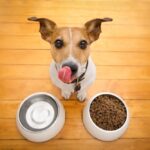 How to Switch Dog Food