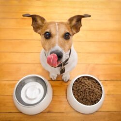 How to Switch Dog Food for Optimal Health: Step by Step Guide
