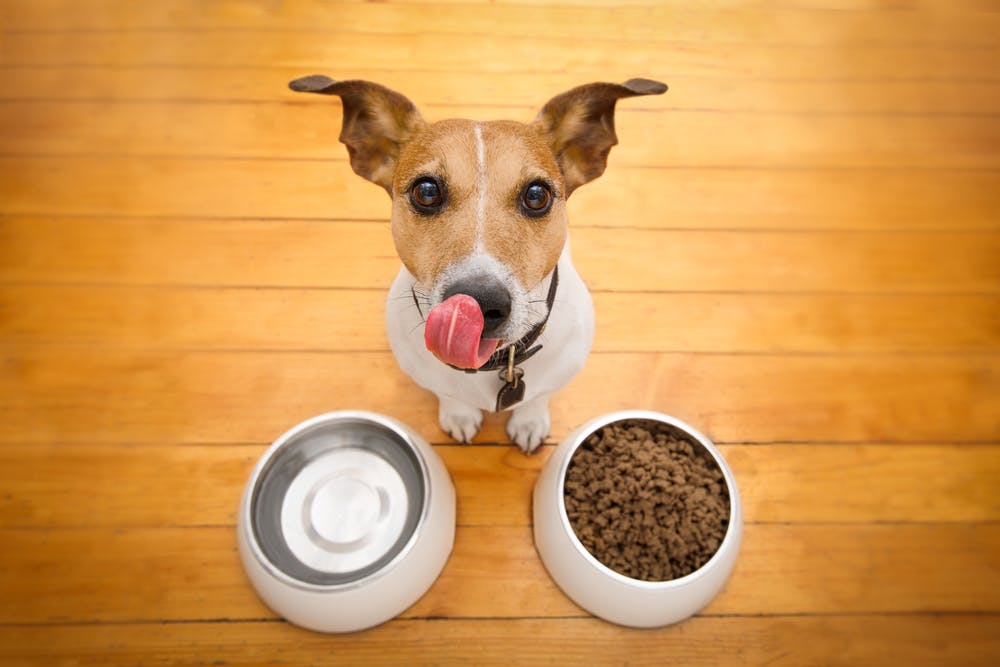 How to Switch Dog Food
