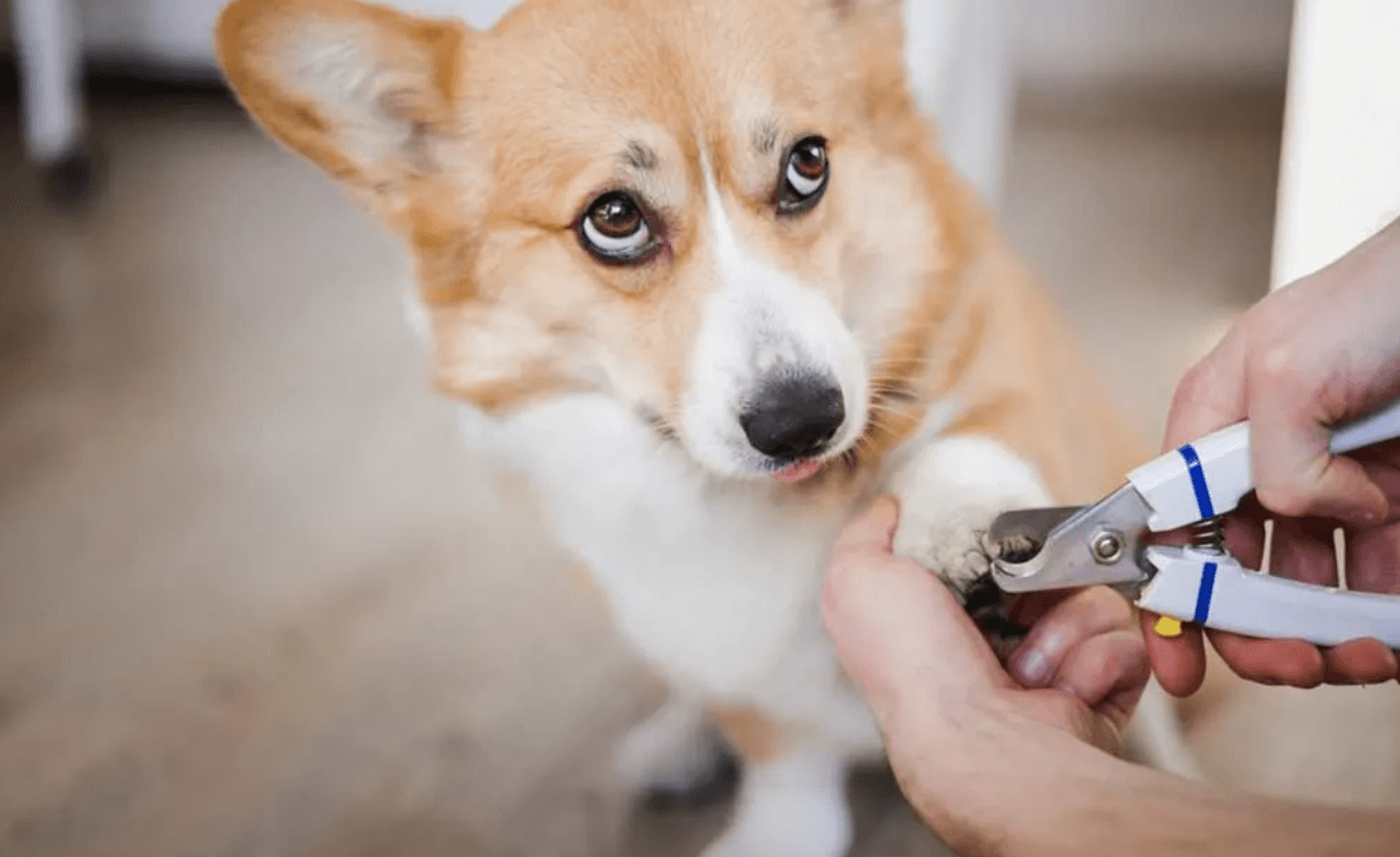 How to Use Dog Clippers to Get the Perfect Trim – Me To Pet